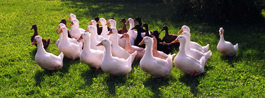 Duck grouping